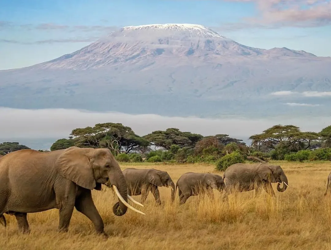 Where to Go for First Safari in 2026